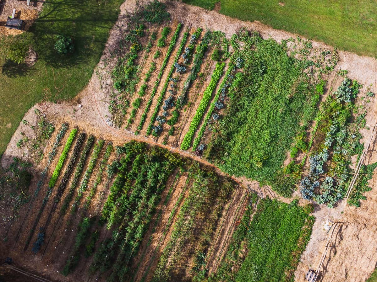 The farm from above, beds and paths