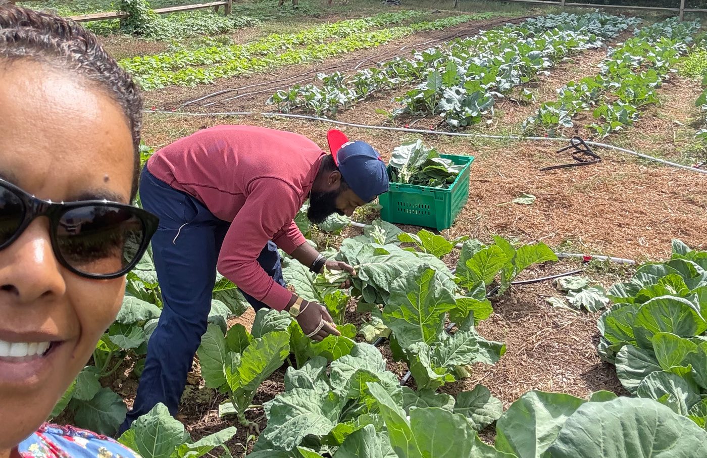 A farmer bent over a row of collards, filling a green crate, with a partner smiling in the foreground
