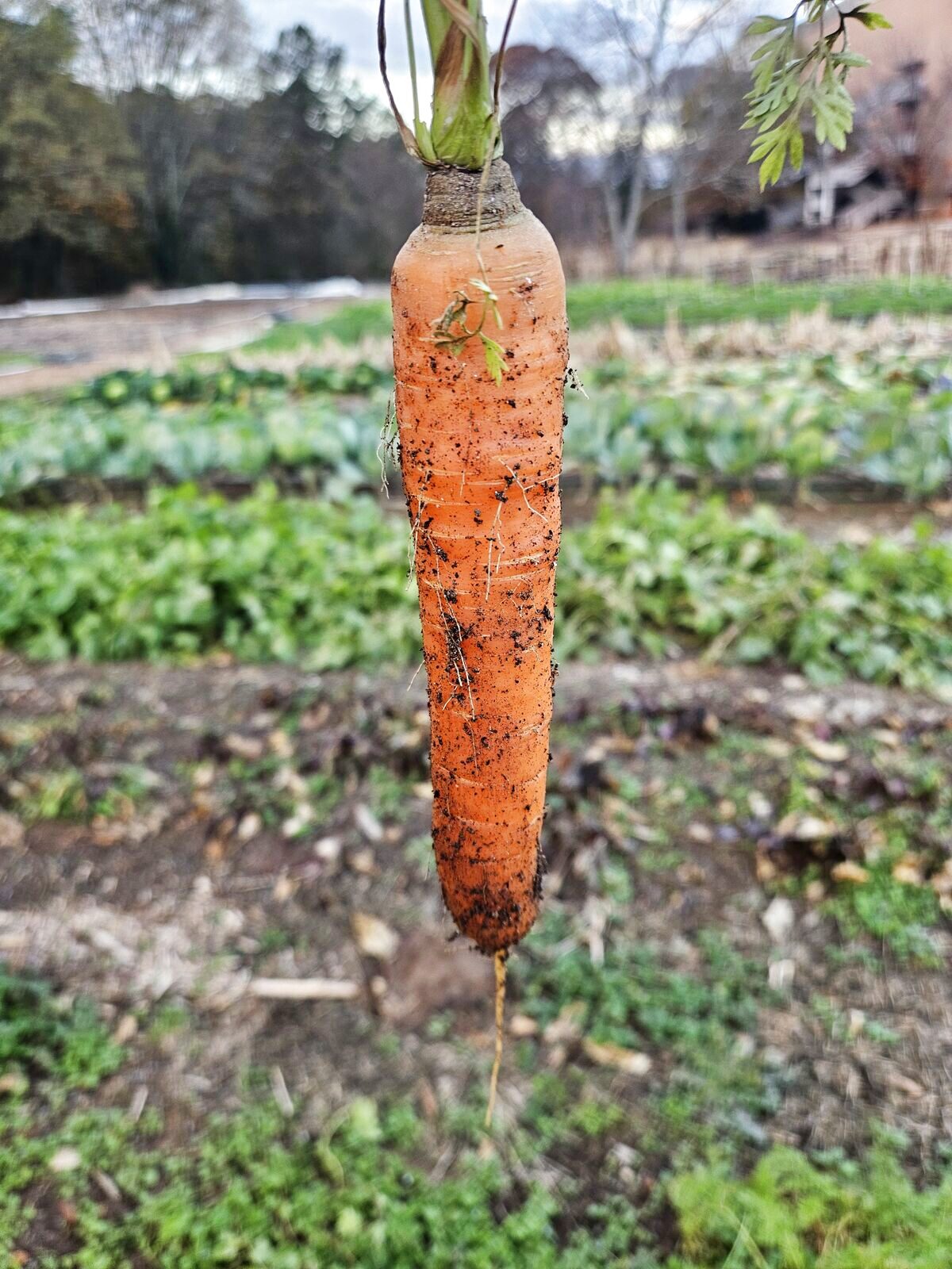 Students with carrots harvested in winter