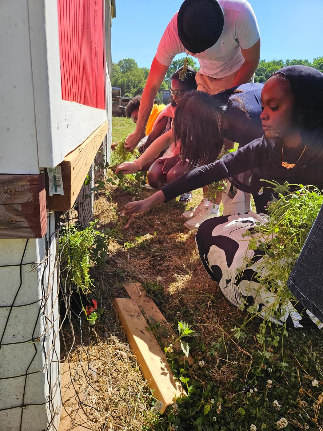 Students feeding greens to the chickens at the coop