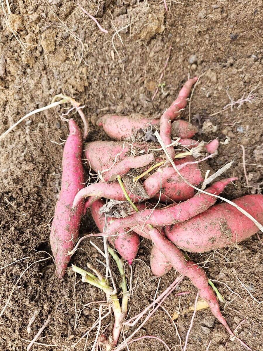Sweet potatoes just out of the soil