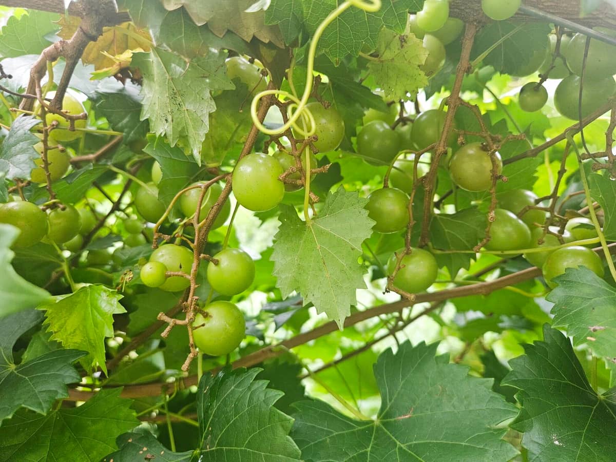 Muscadines on the vine