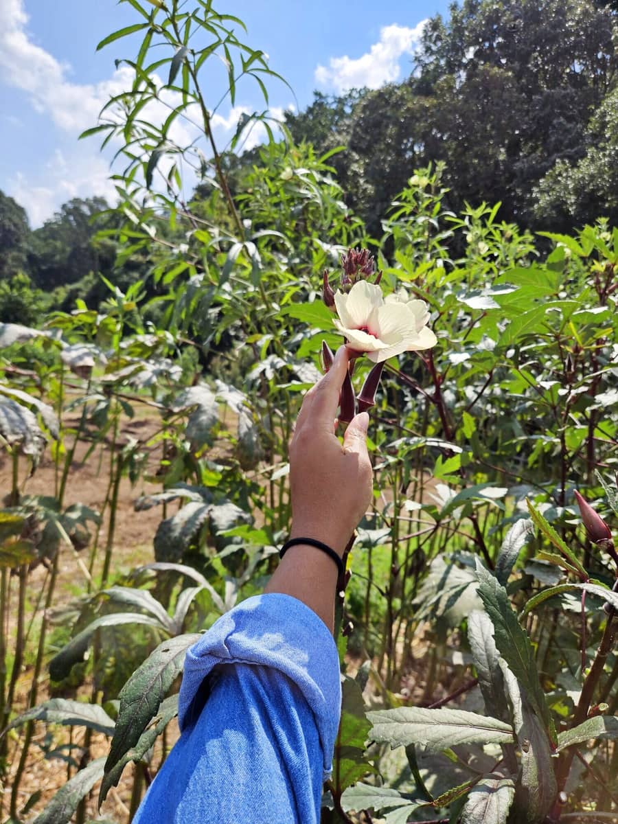 A hand reaching for an okra blossom