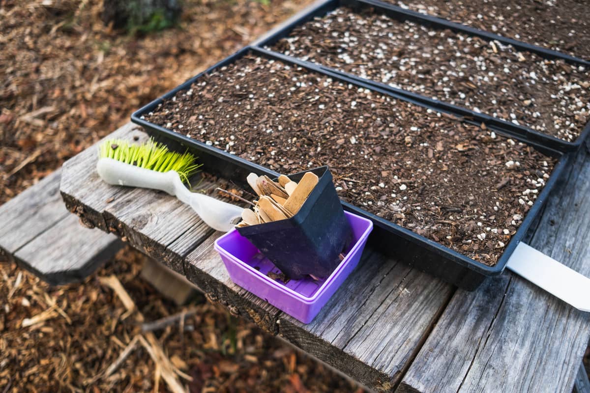 Seed trays and a brush on the potting bench