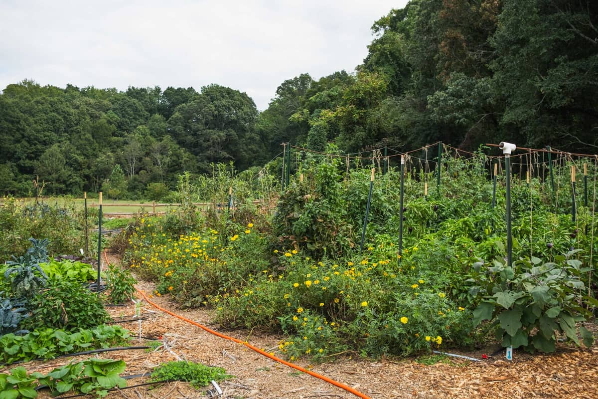 The farm against the treeline