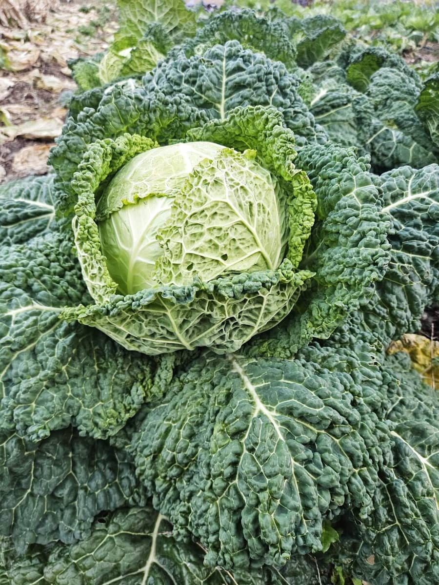 A savoy cabbage in the bed