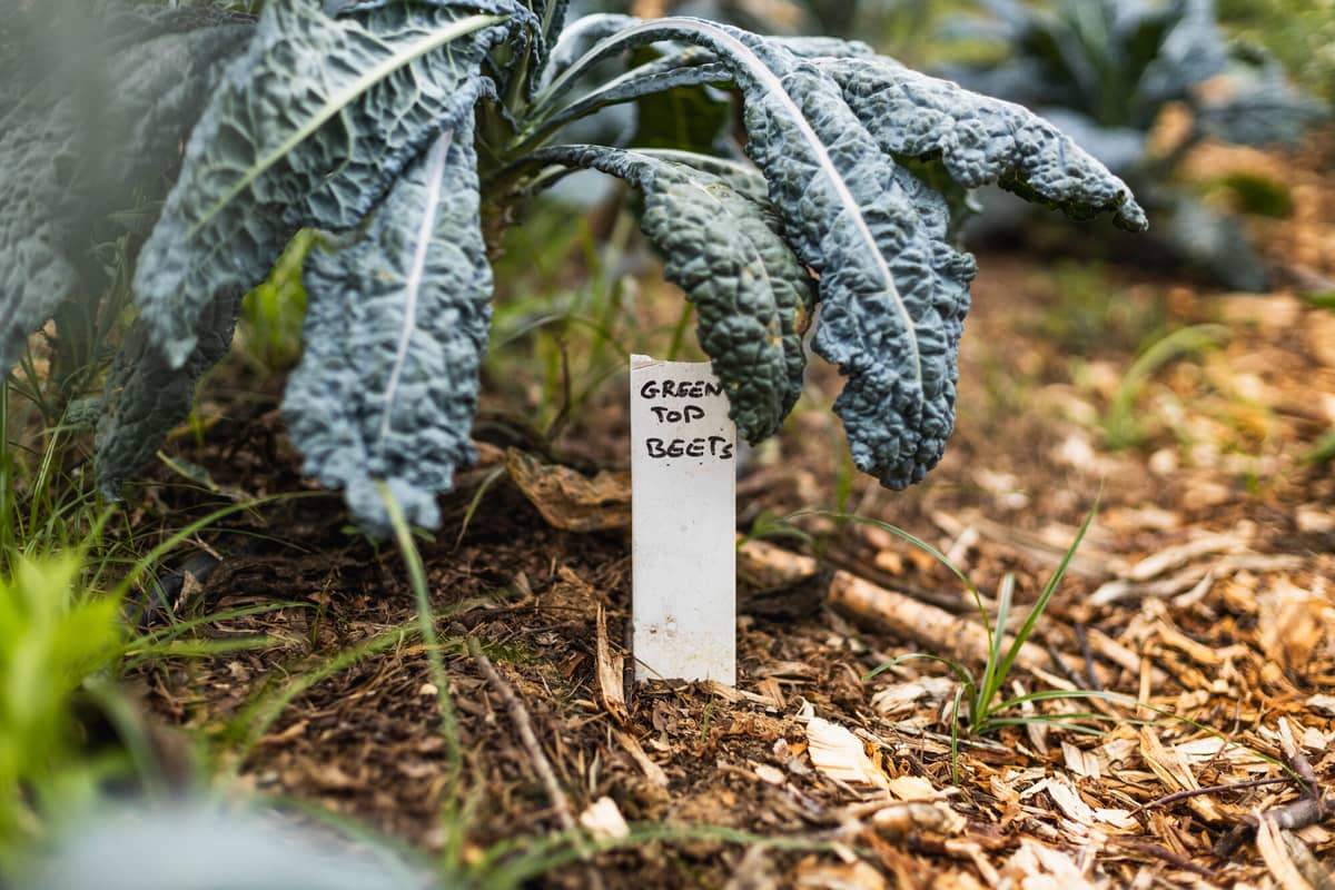 Lacinato kale next to a hand written bed marker