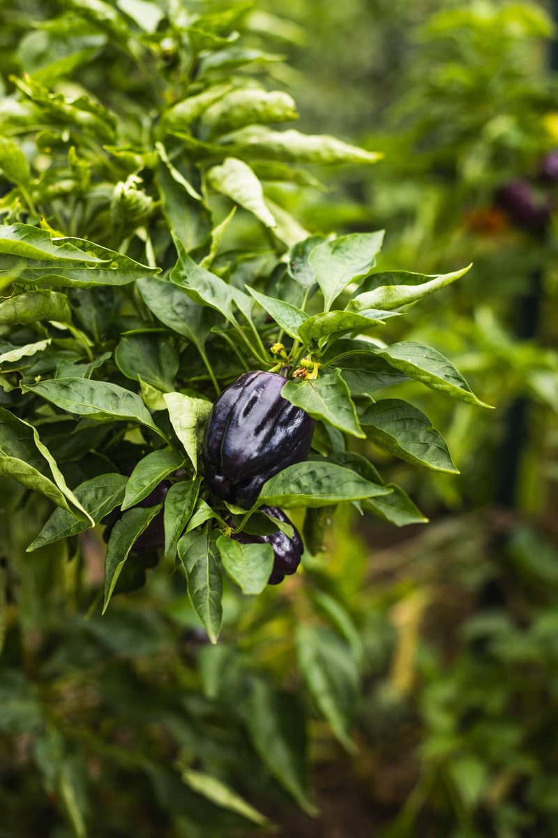 A purple pepper still on the plant