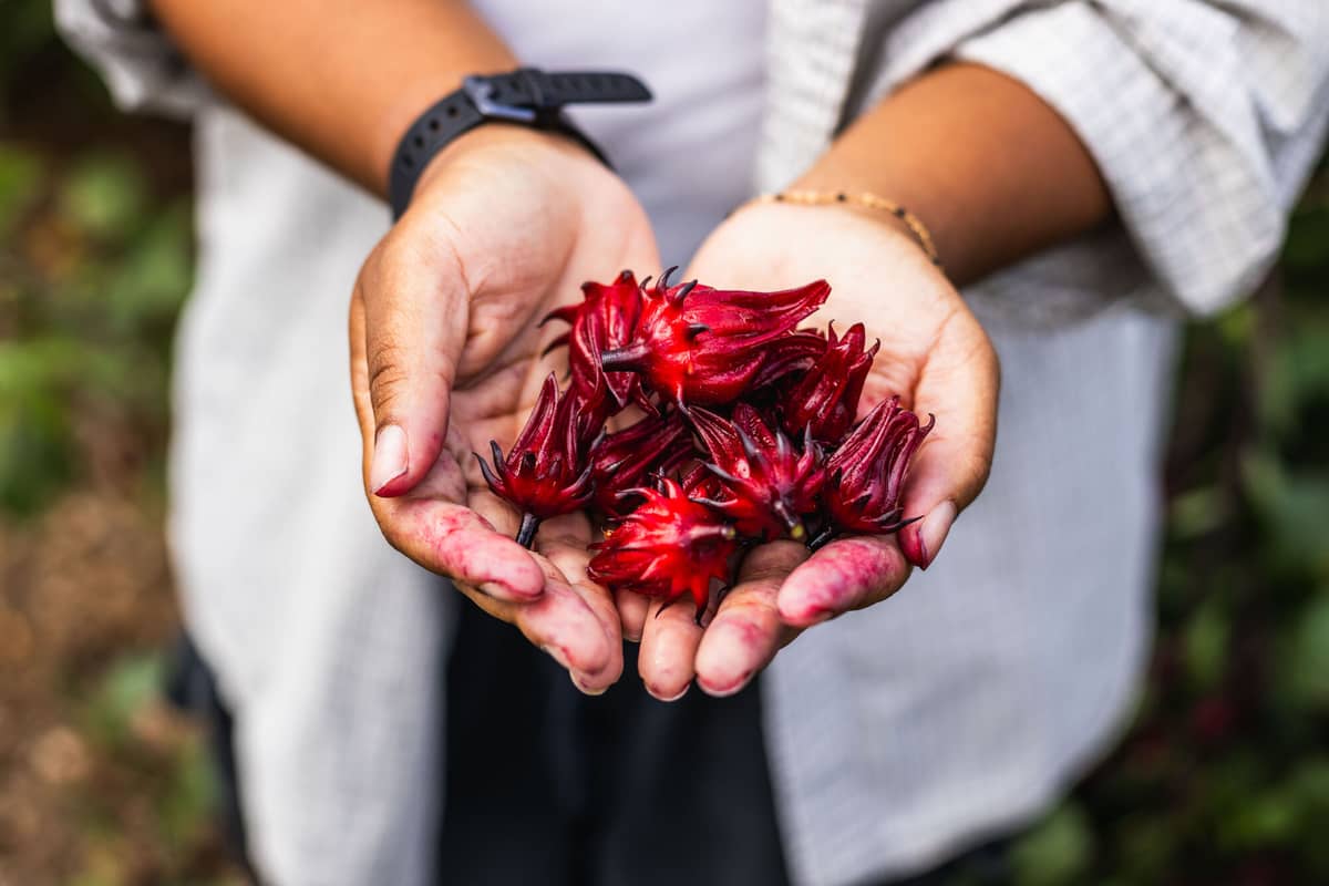 Two hands cupping roselle calyxes