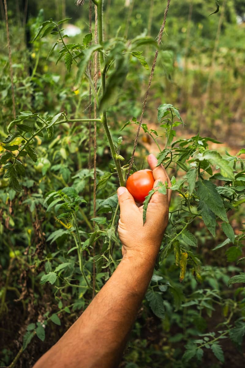 A hand reaching for a ripe tomato