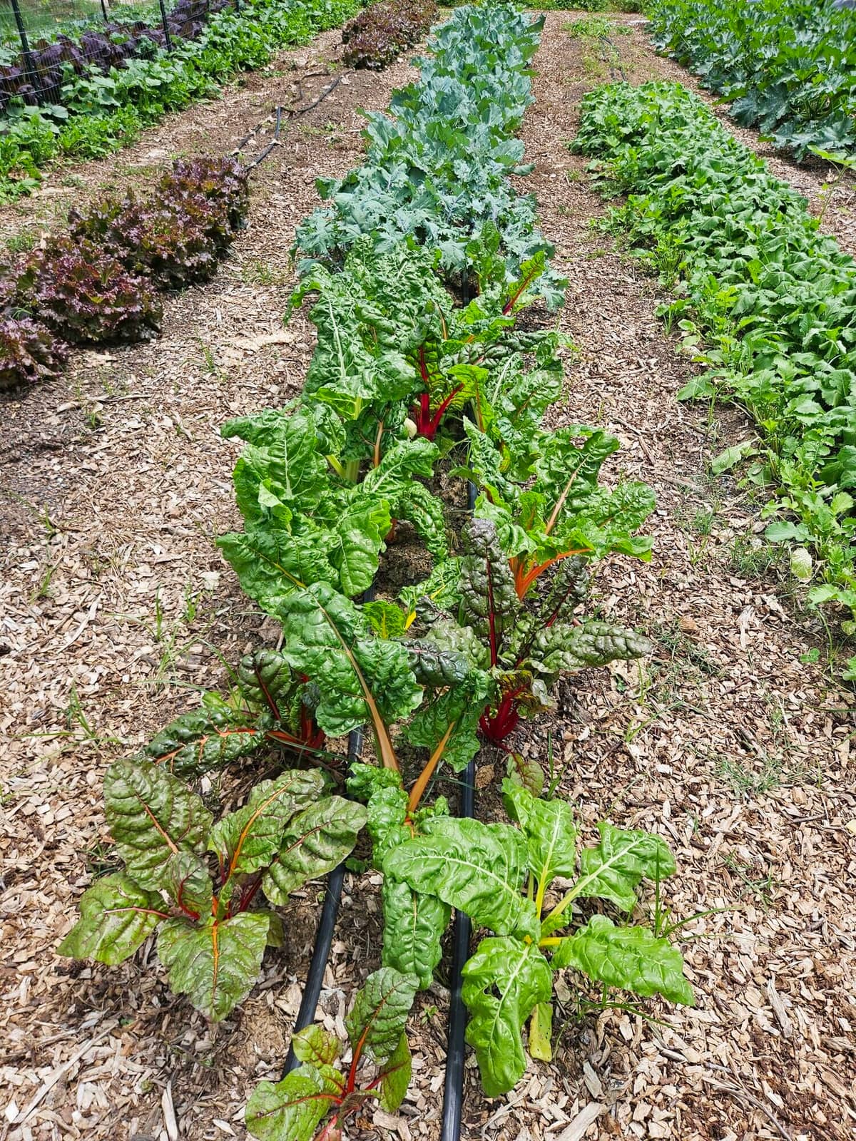 Rainbow chard down a mulched row