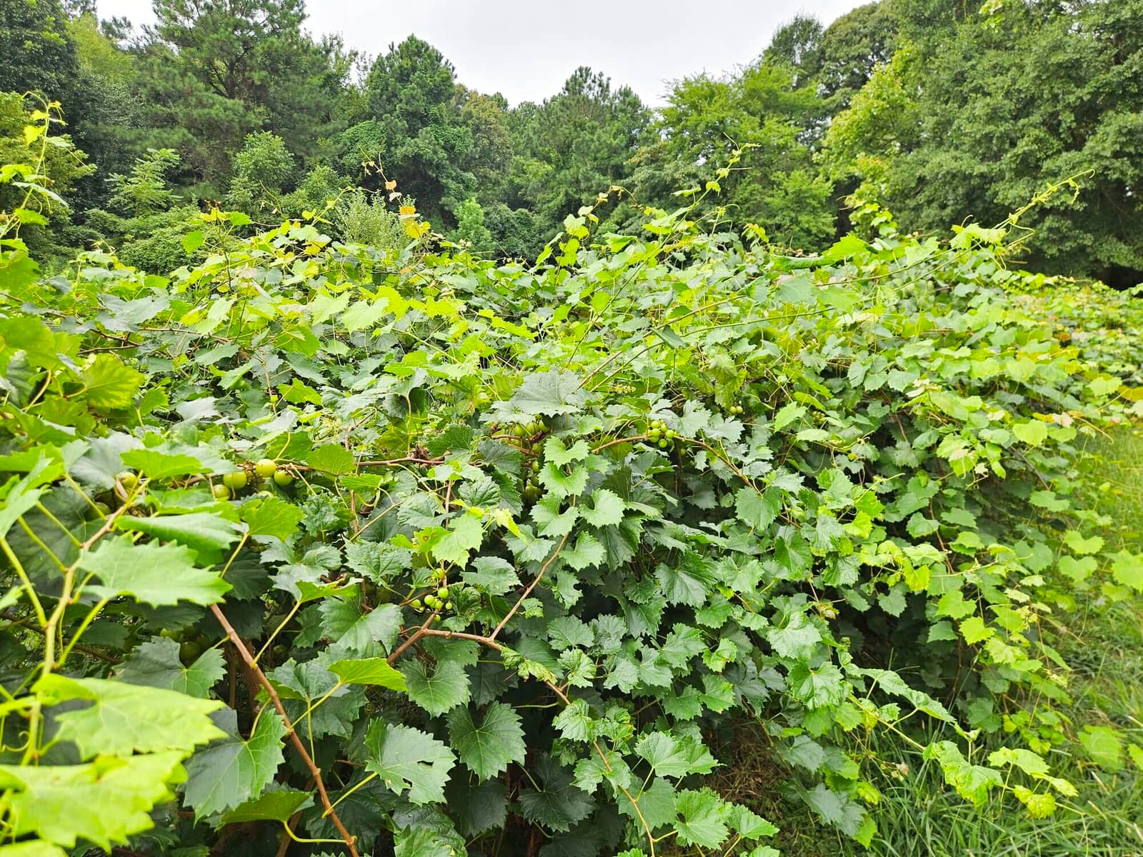 Summer growth filling the beds