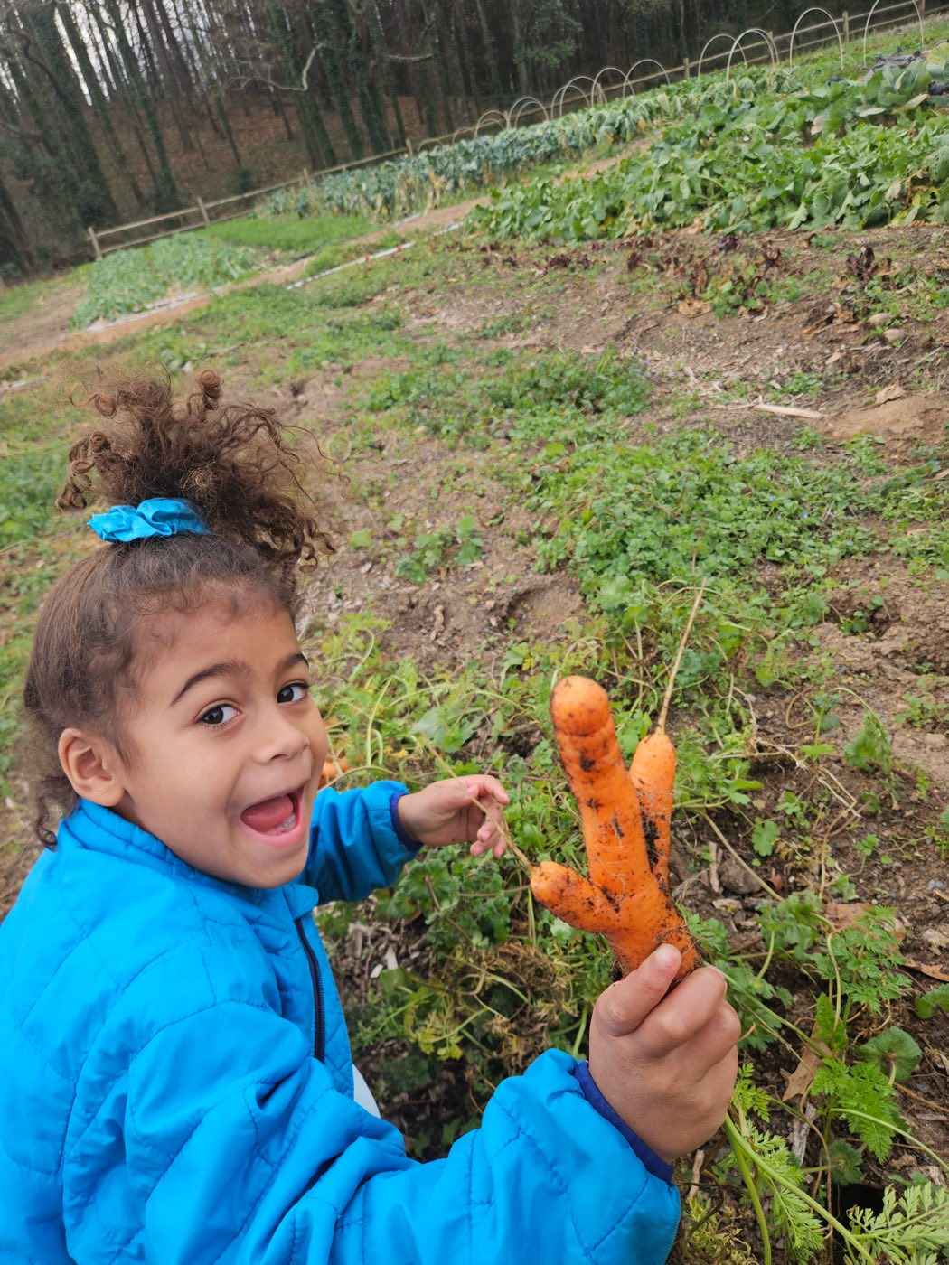 A child in a blue jacket laughing and holding up a twisty carrot just pulled from the field