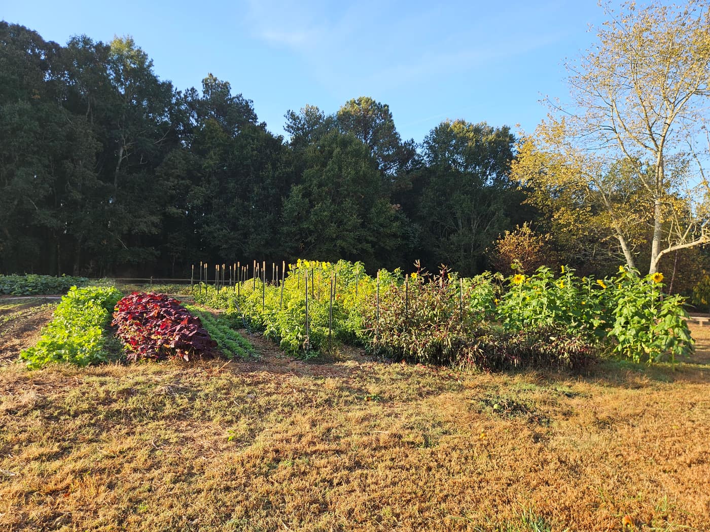 The beds in fall light, with the treeline behind them