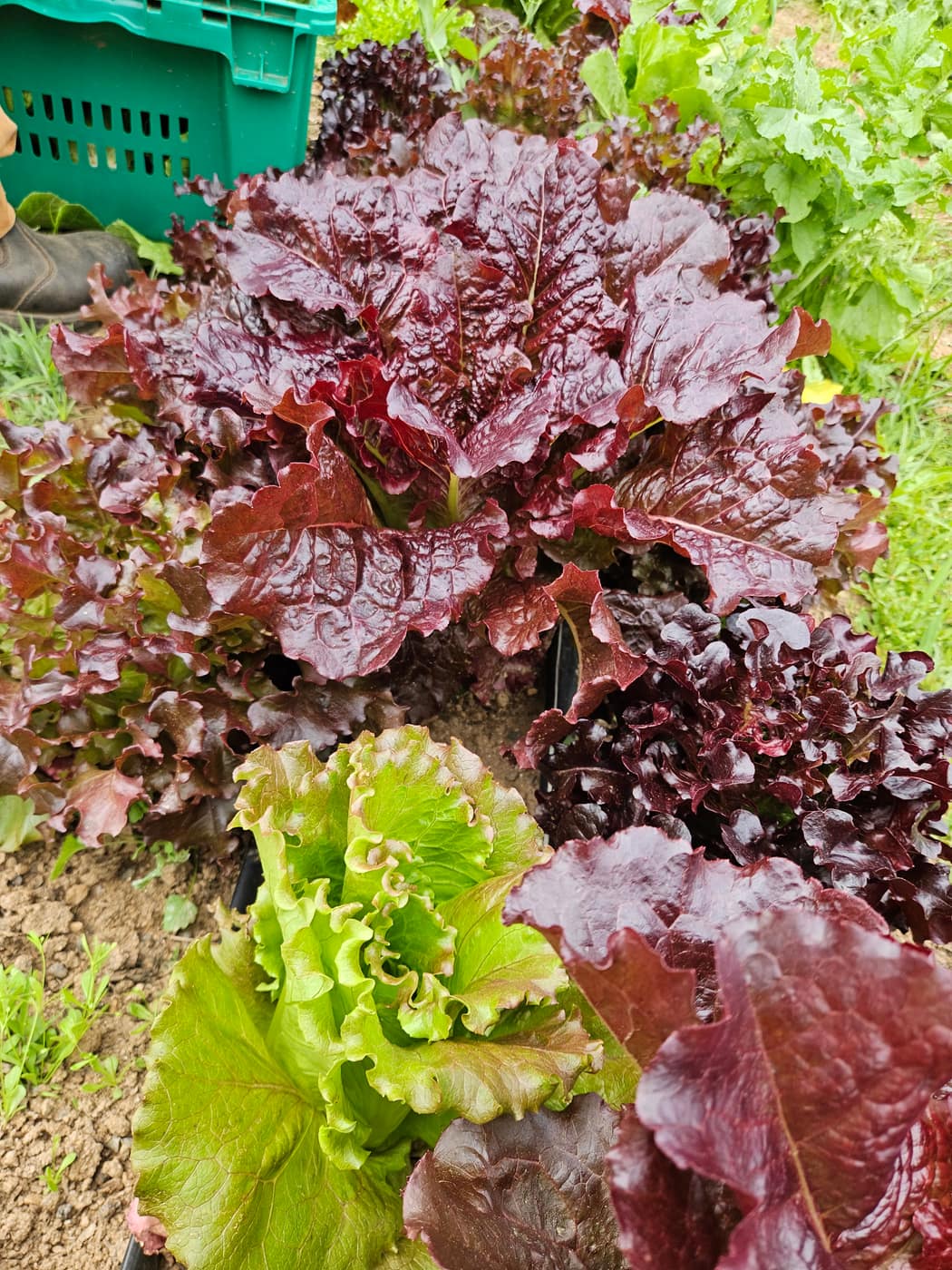 Heads of red and green lettuce growing side by side