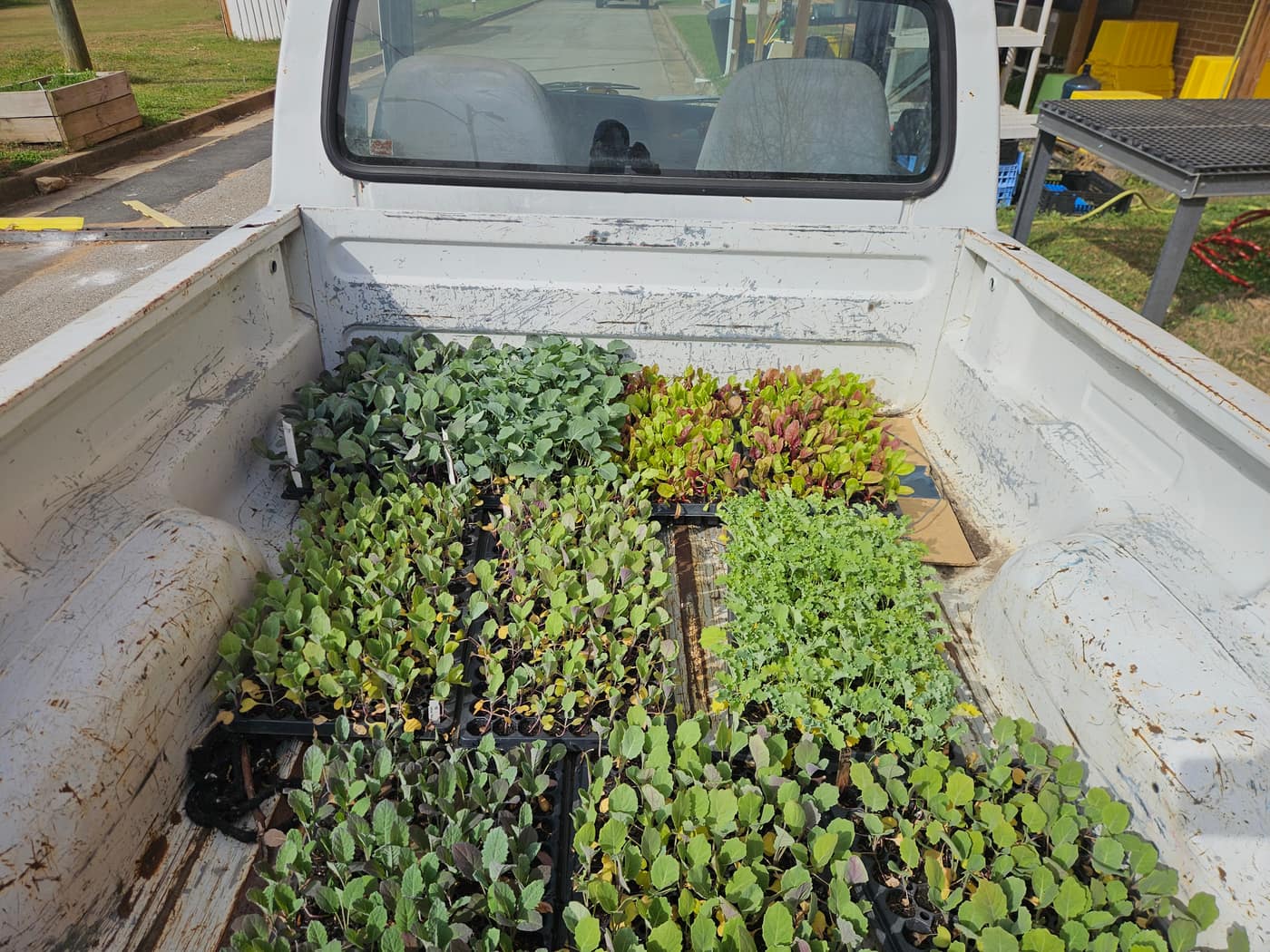 Trays of young plant starts filling a white truck bed