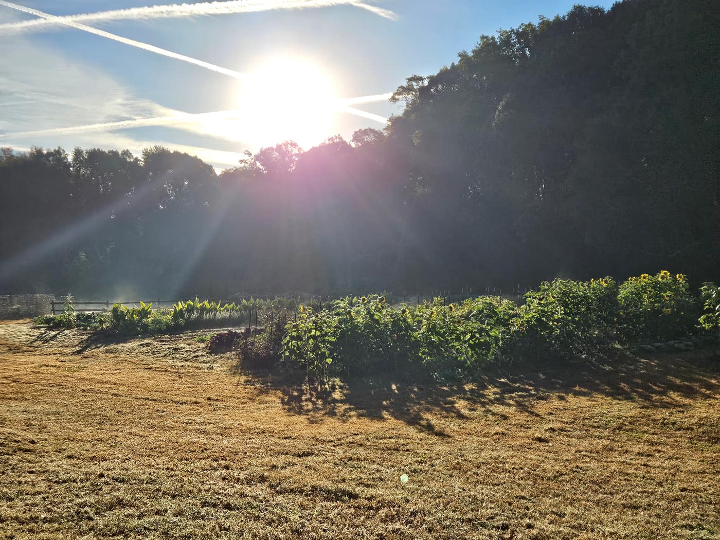 Sunrise over the field, seen from the path