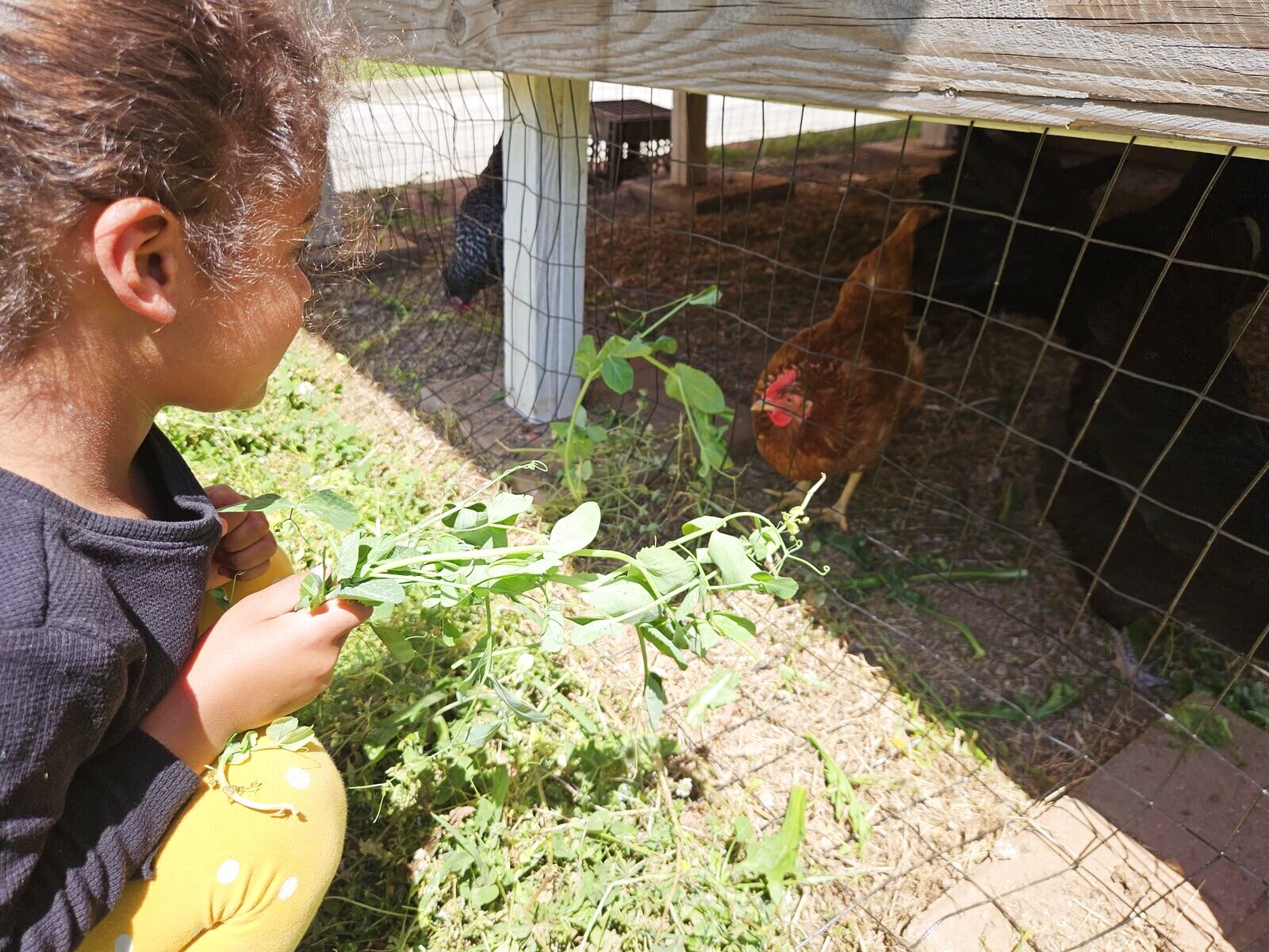 A student feeding greens to the chickens through the coop fence
