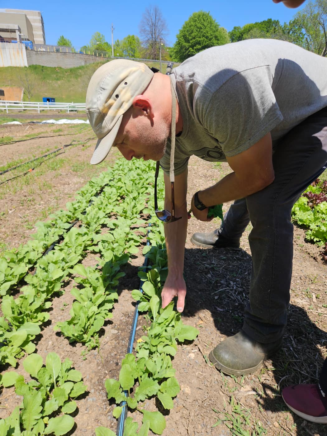 Andy bending over a bed, pulling radishes